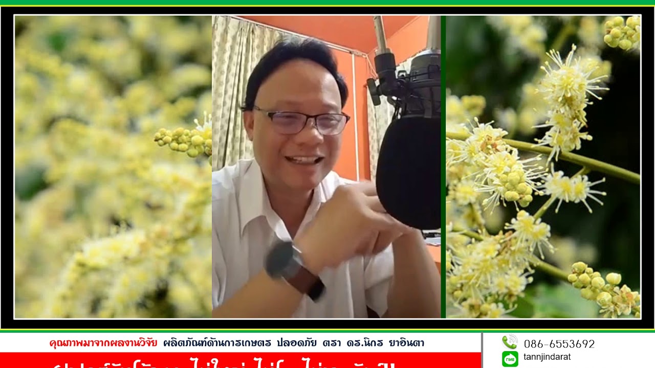 การราดสารคลอเรททางดินและพ่นทางใบลำไย ยังไงให้ได้ผล100% ตามงานวิจัย ดร.นิกร ยาอินตา