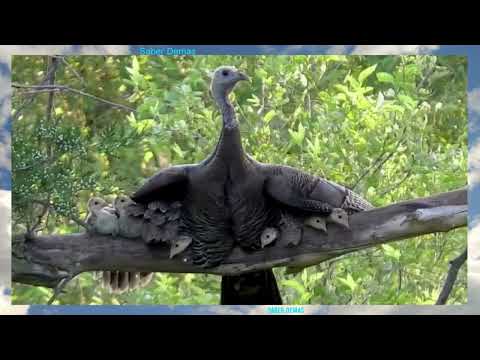 Video: ¿Pueden volar los pavos salvajes?