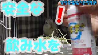 うさぎを雑菌から守ろう!　小動物用の給水器や食器の除菌スプレーがすご過ぎた!