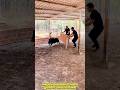 Wild Boar Chase Turns Pigpen Into a Comedy Show.