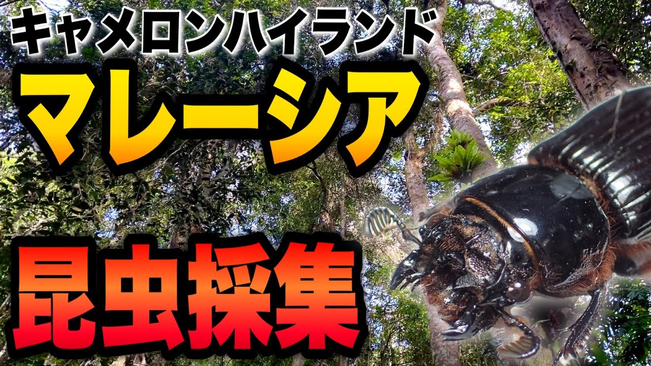 海外昆虫採集】マレーシア・キャメロンハイランドで昆虫採集してきまし