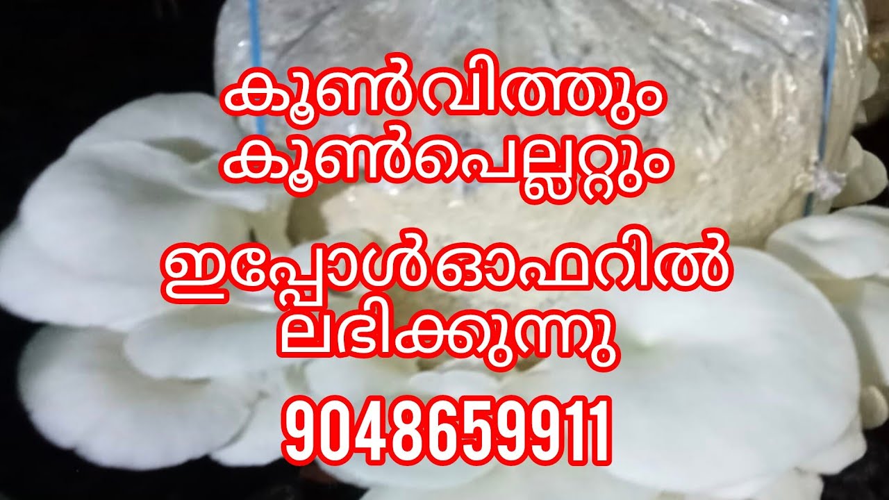 കൂൺ വിത്തും കൂൺപെല്ലറ്റും ഓഫറിൽ ലഭിക്കുന്നു.9048659911