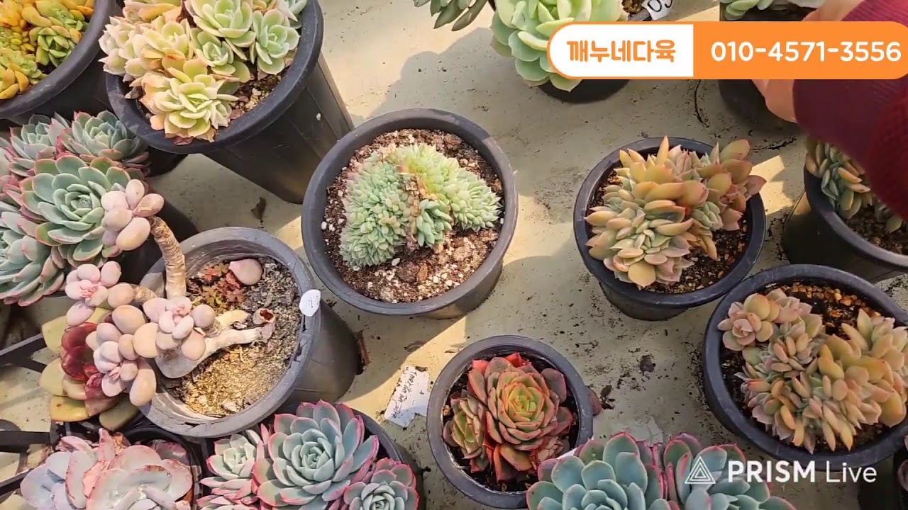 #깨누네다육  #다육  #깨누네다육  화요일♡♡