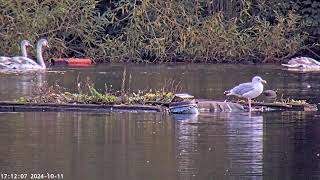 Preview of stream Hampstead Heath Pond Camera