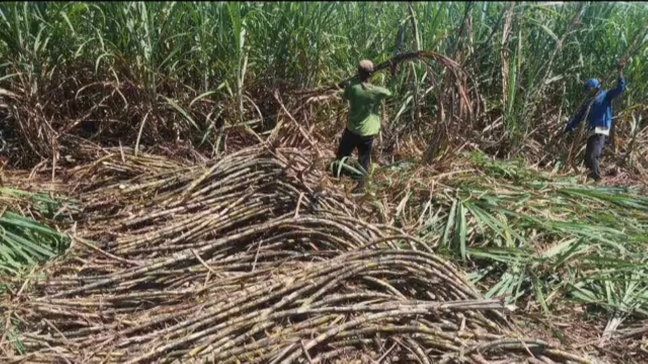 Sugarcane Yield , Sugarcane Quality in Philippines YouTube
