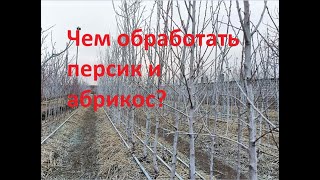 Как быстро и правильно сделать бордосскую смесь!