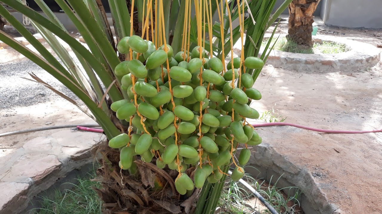 Dates garden in Saudi Arabia Dates Garden Dates fruits Salma's