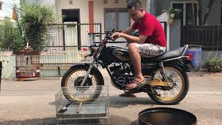 Murai dolok/hutan mandailing mandi dulu bareng King 😂