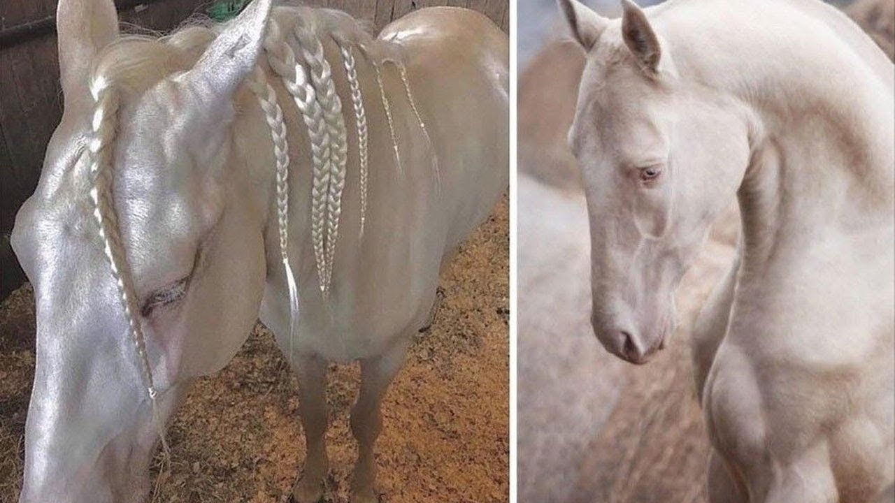 Das Hsslichste Pferd Der Welt
