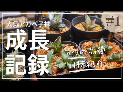 人気アガベチタノタの子株成長記録①ヤフオク他で購入した株の紹介