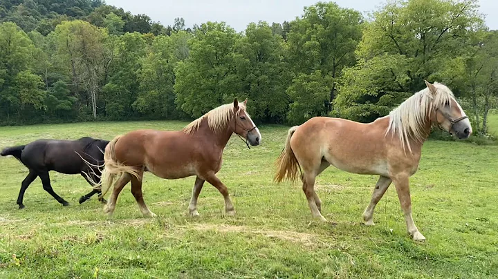 Thank You Truth, GreatHeart, and Standfast! 🍉 | Titus Morris’ Henson Creek School of Country Living