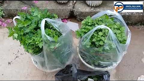 Bán chậu cúc cổ trà và cúc chi vàng cùng với cây giống hoa thược dược ship giao khách Hà Nội