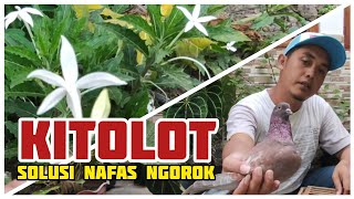 Merpati Nafas Ngorok Kitolot Solusinya