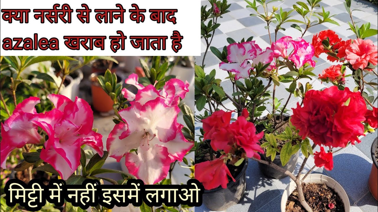 क्या नर्सरी से लाने के बाद azalea खराब हो जाता है || Azealea plant repotting #azaleas #flowers 