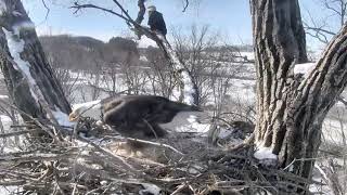 Decorah Eagles Am Highlights,Copulation,Closeup\&Nest Work 2\/12\/18