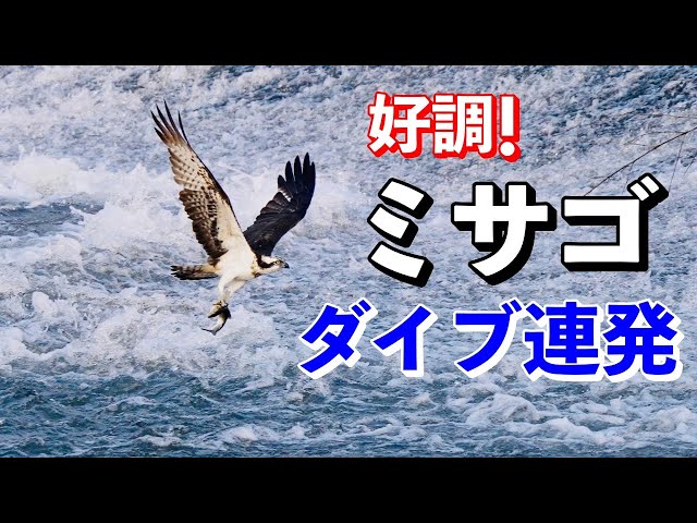 Osprey] On a Roll! Catching Fish with Back-to-Back Dives! - YouTube