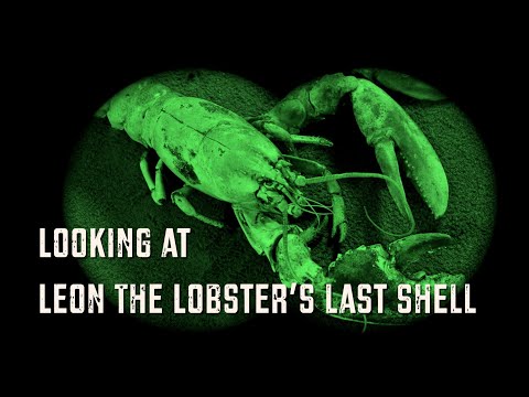 Looking At Leon The Lobster’s Last Shell