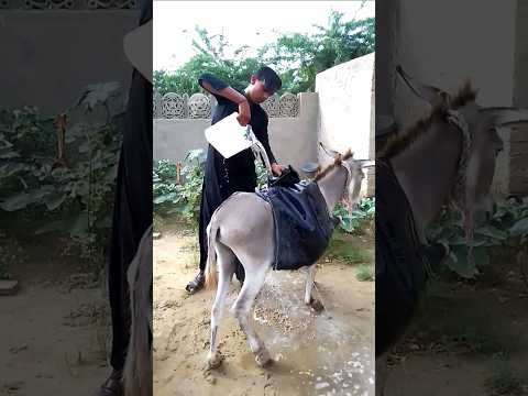 طفل فقير يملأ زجاجة ماء على ظهر حمار في الصحراء