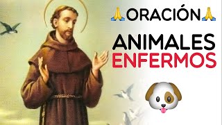 Oración a San Francisco De Asís Por Los Animales Enferm... | Doovi