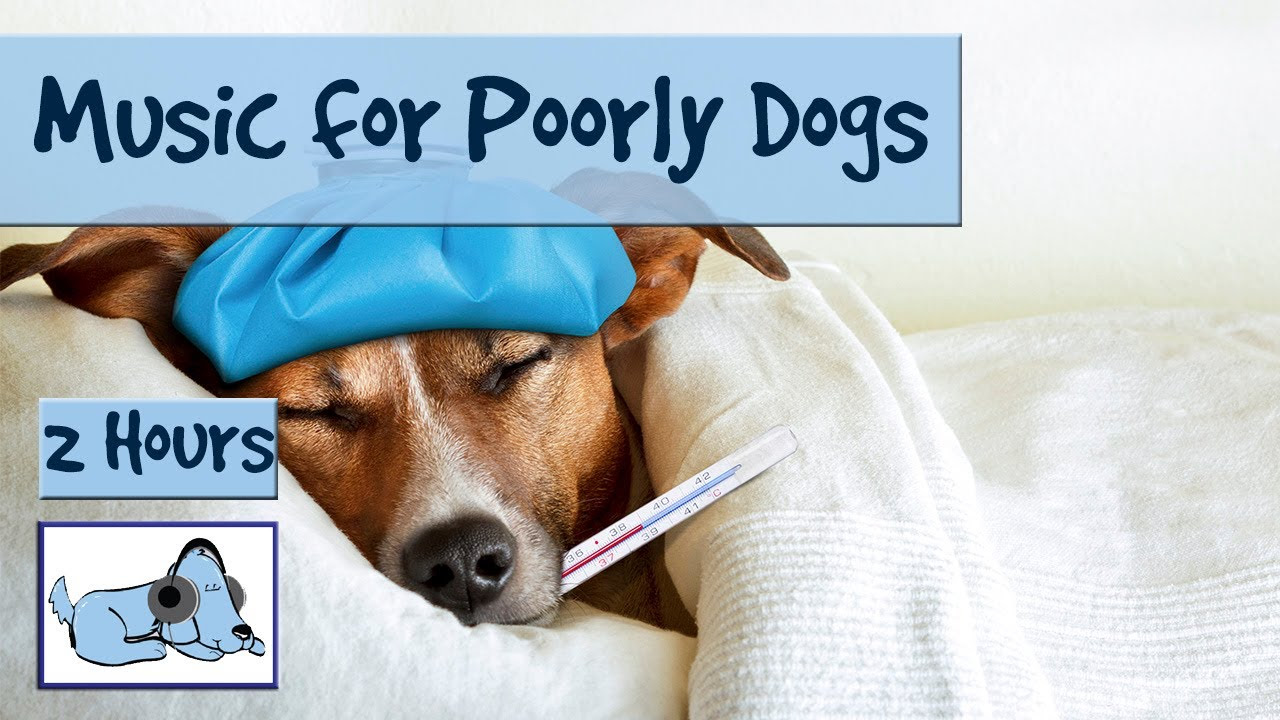Music for Sick Dogs If your Dog is ill   Try this Music to Relax them   POORLY01