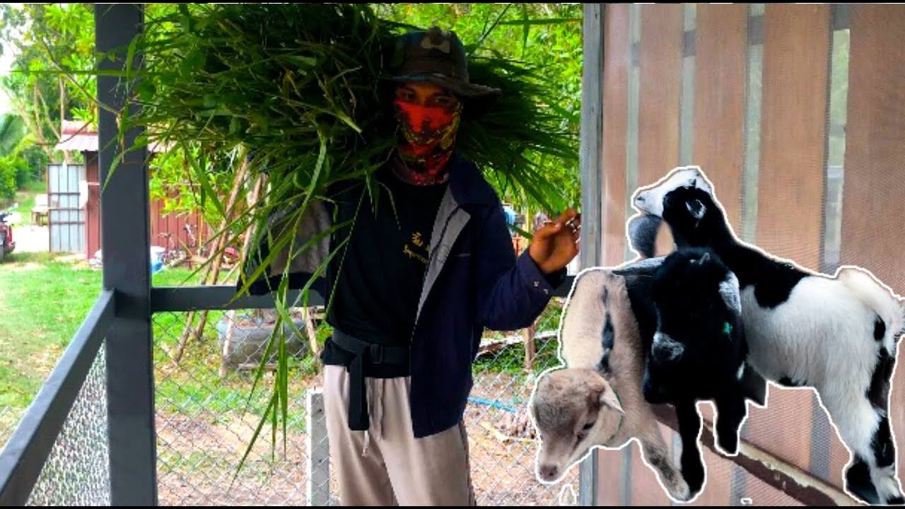 The hungry goats are looking for food and are cutting grass.