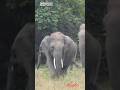 WILD TUSKER DEEGA #elephant #animallife #shorts #tuskers #wildlife #viral #animals #wildlifephoto 🩷🐘