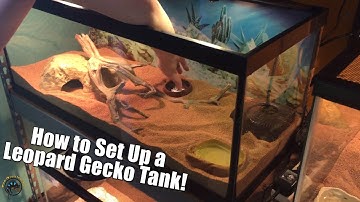 How to Set Up a Tank for a Leopard Gecko! 🌵🦎🌴