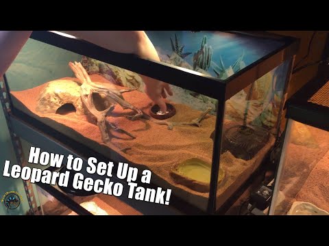 Video: Bagaimana Membuat Tangki Leopard Gecko