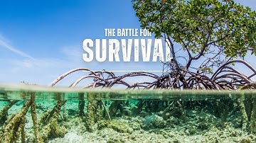 Protecting Colombia’s communities: mangroves vs. the growing climate threat