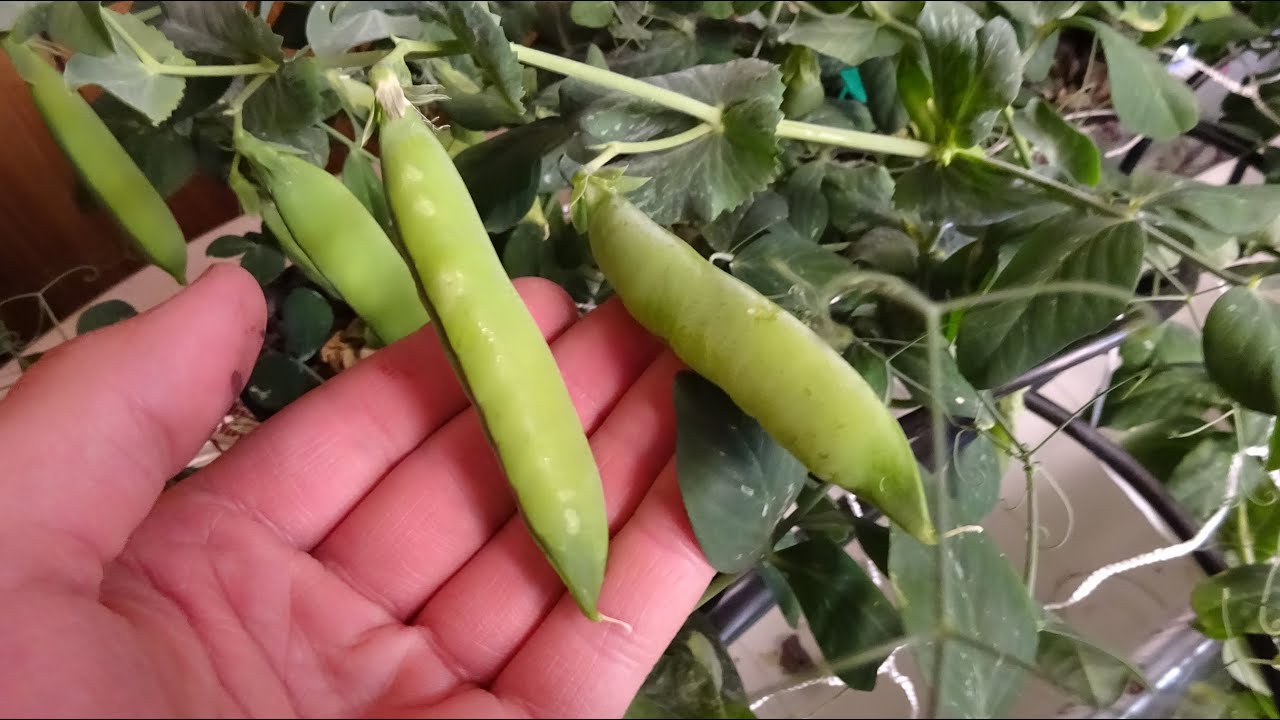Hydroponic peas indoor NFT system YouTube