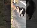 帰り際、振り返って何度もこちらを見る猫 #野良猫 #捨て猫