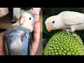 Bird side of tiktok   cute parrots compilation 2022 funnyparrot youtube viral.