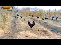 Cage Free Australorp hen Farming Business Ideas 2021