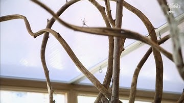 ZSL London Zoo - celebrating 30 years of their spider program (UK)