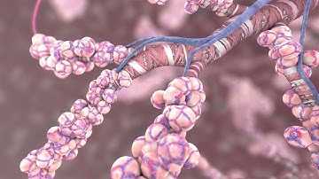 How The Oxygen You Breathe Gets Delivered to the Cells of Your Body