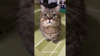 Tonio's Cute Voice #munchkincat