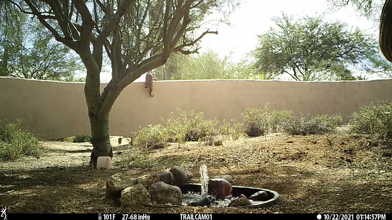 Bobcat Catching Bird short