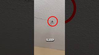 He Called 911 After Seeing This Above His Ceiling 😳 #shorts