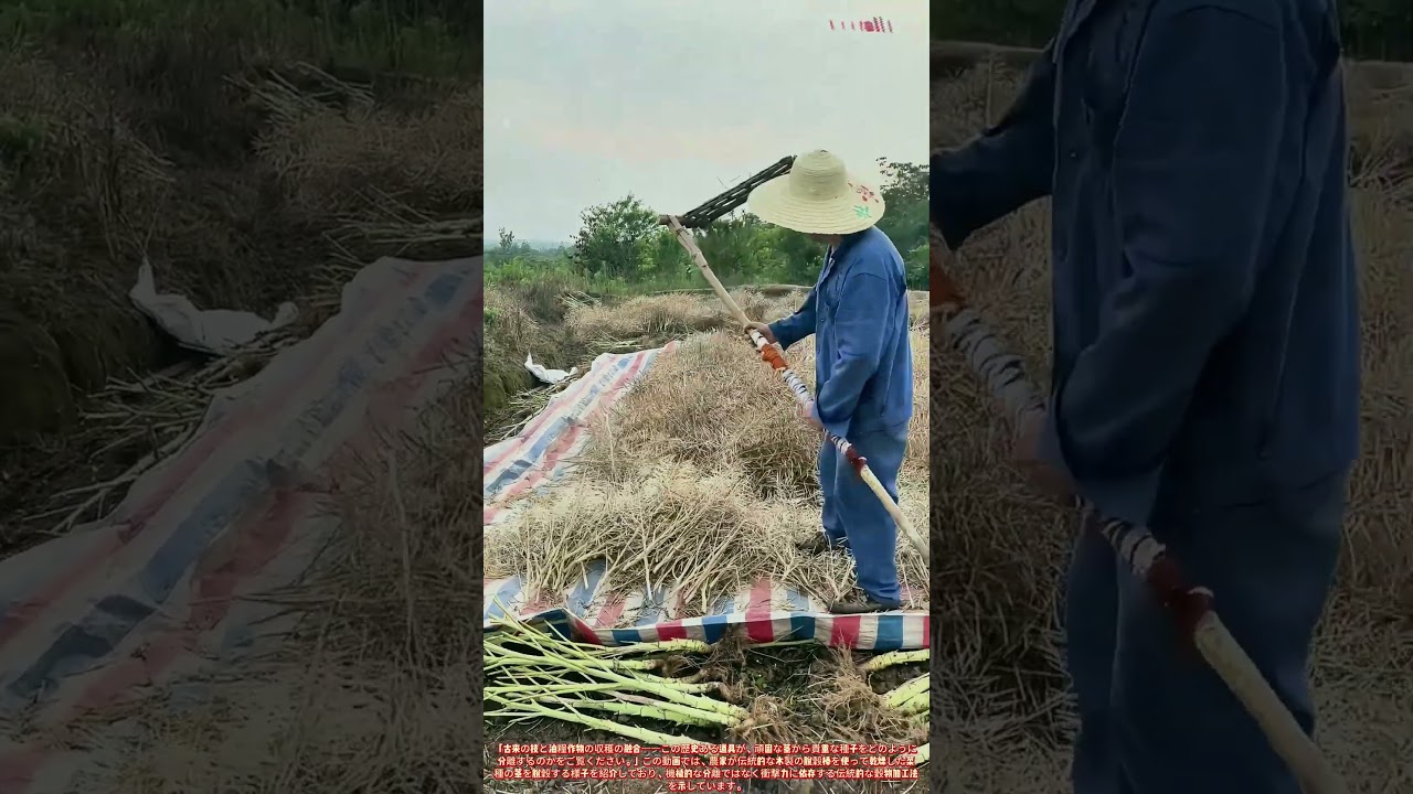 伝統的な脱穀！菜種の茎の叩き加工