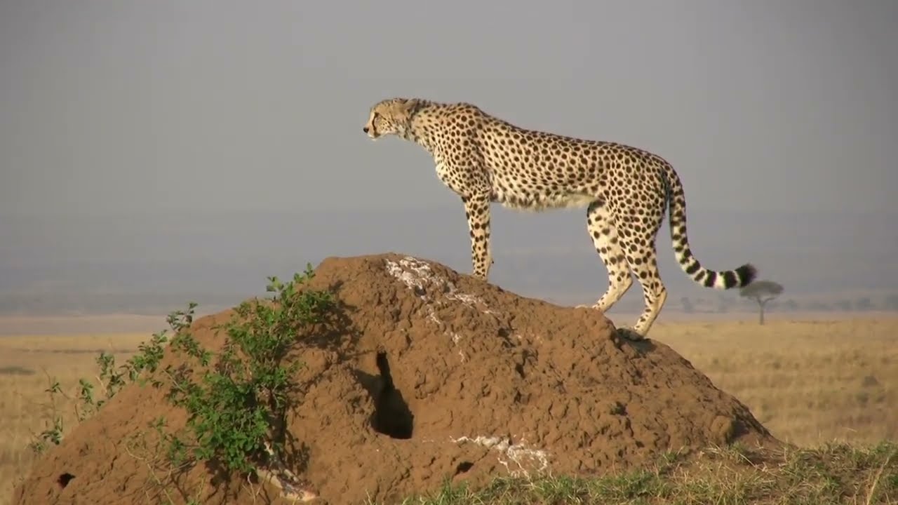 Termite mound-inspired passive cooling systems