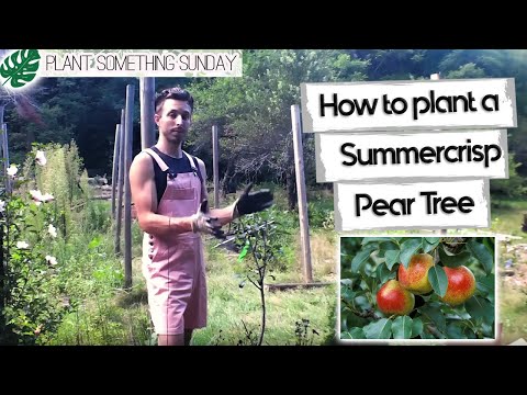 Video: How To Grow Summercrisp Pears: Caring For Summercrisp Pear Trees