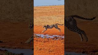CHEETAH JUMPS Over Water