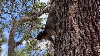 Southern Fox Squirrel - The Largest Squirrel!
