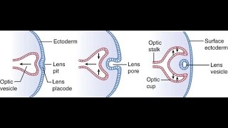 DEVELOPMENT OF THE EYE