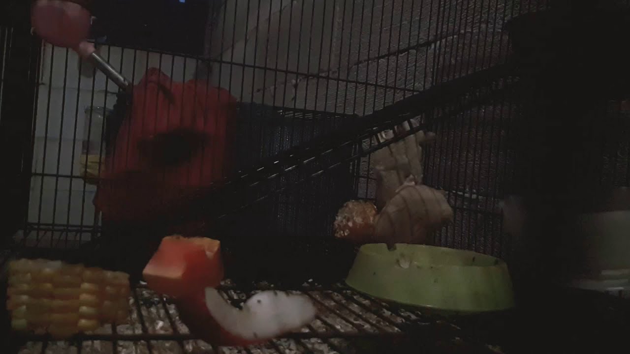 Sugar glider mozaik mating (kawin) YouTube