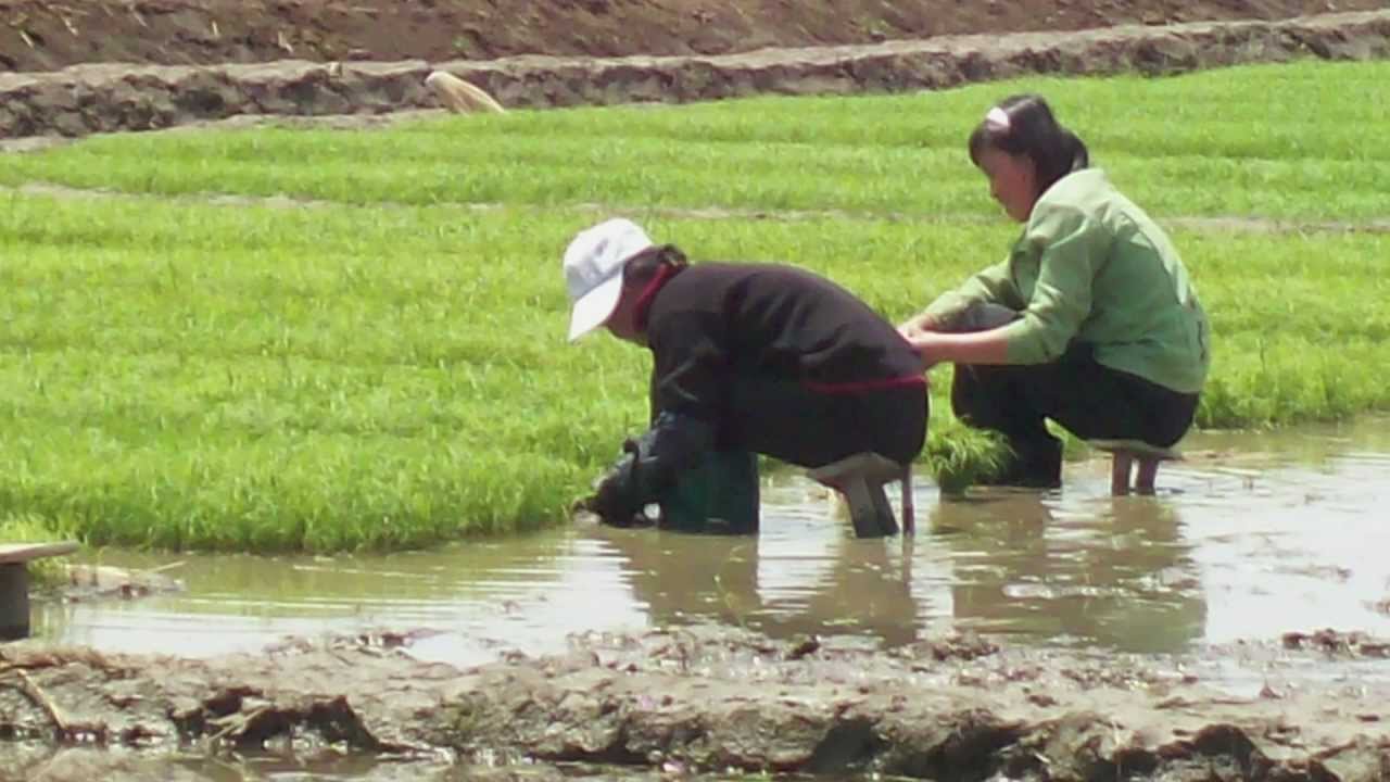 Improving Rice Production in North Korea (DPRK) YouTube