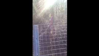 Sumatran Tiger climbing for food at South Lakes Wild Animal Park.