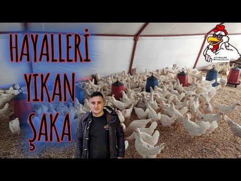 400 TAVUKLU ÇADIR KURULUMU ve BAKIM MALİYETİ NE KADAR??? #keşfet #tavuk #köy #çadır #çiftlik #fyp