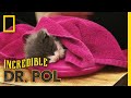 Helping a Sick Kitten | The Incredible Dr. Pol