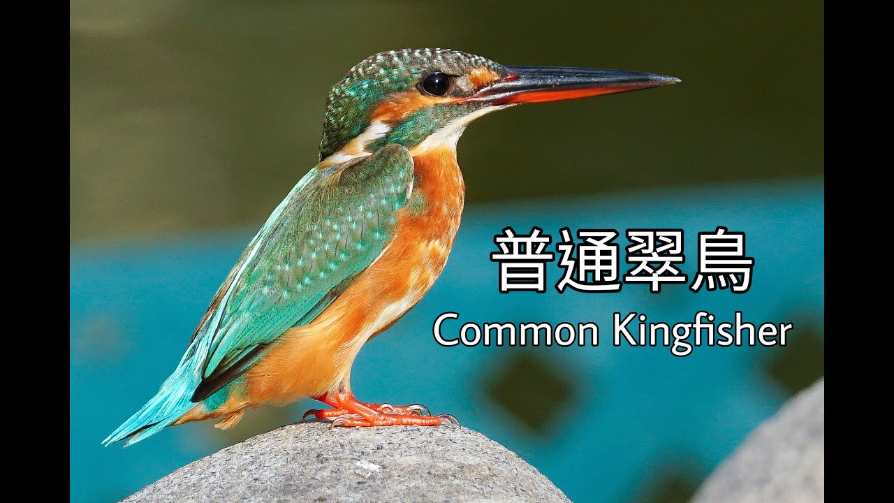 普通翠鳥 Common Kingfisher Youtube